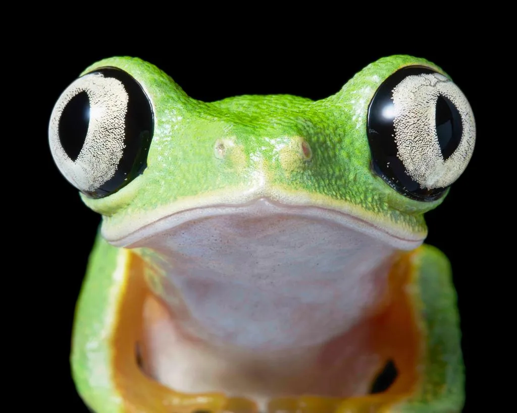 Portrait de face d'une grenouille verte aux grands yeux ronds noirs et blancs, sur fond noir, par Tim Flach.