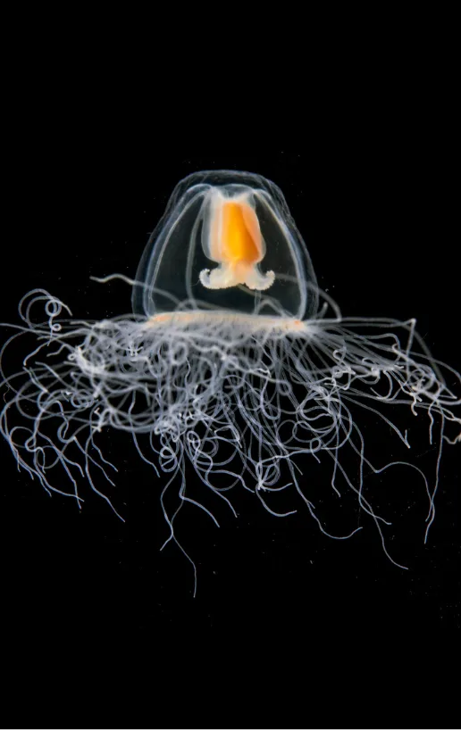 Une petite méduse transparente à l'estomac orangé, entourée d'une couronne de tentacules fins et bouclés, sur fond noir.