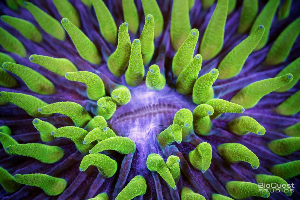 Gros plan d'un corail aux tentacules vert anis dressés autour d'une bouche violette, photographié par Pete West.