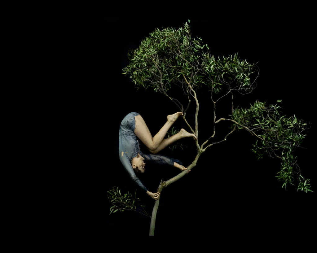 Une femme en justaucorps gris suspendue la tête en bas aux branches d'un petit arbre, sur fond noir, par Tamara Dean.
