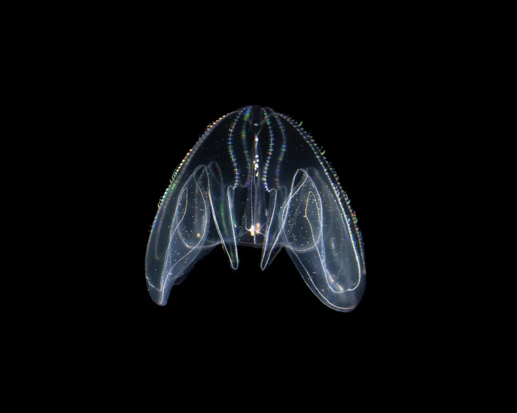Un cténophore transparent à deux grands lobes, aux rangées de cils irisés de bleu et de vert, flotte sur un fond noir.