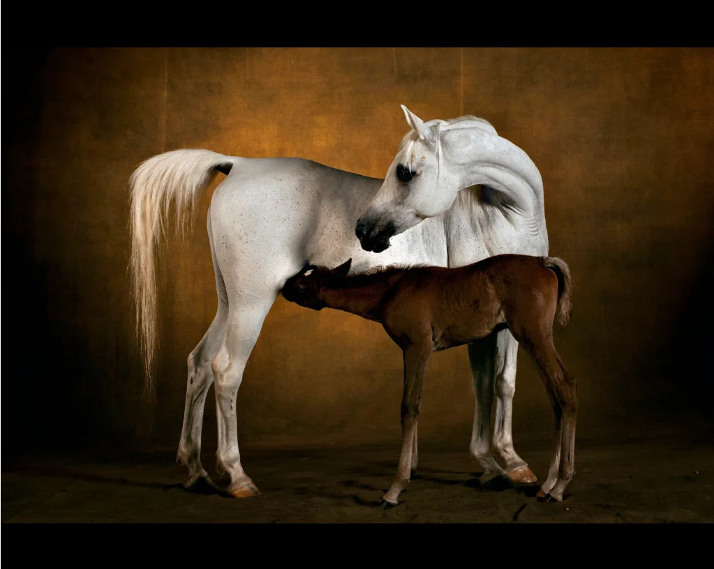 Une jument blanche penche la tête vers son poulain brun qui tète, devant une toile de fond aux reflets dorés, par Yann Arthus-Bertrand.