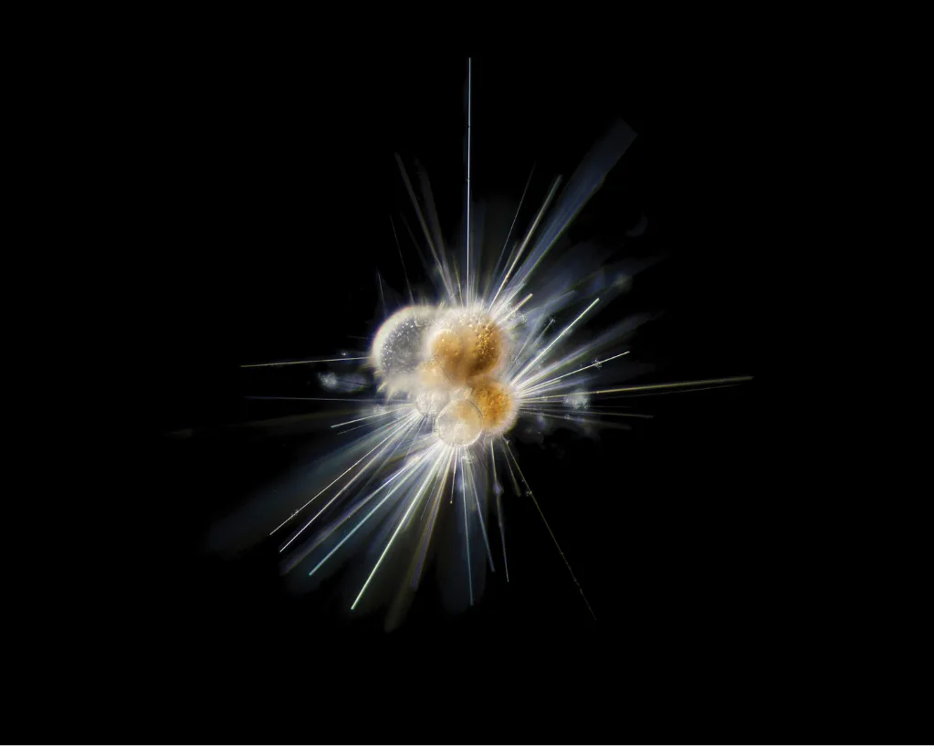 Un micro-organisme du plancton aux petites loges dorées, hérissé de longues épines translucides qui rayonnent comme une étoile.