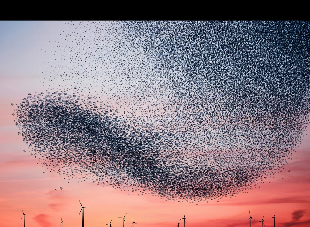 Une immense nuée sombre, comme un vol d'étourneaux, dans un ciel rose au crépuscule au-dessus d'éoliennes, par Alain Delorme.