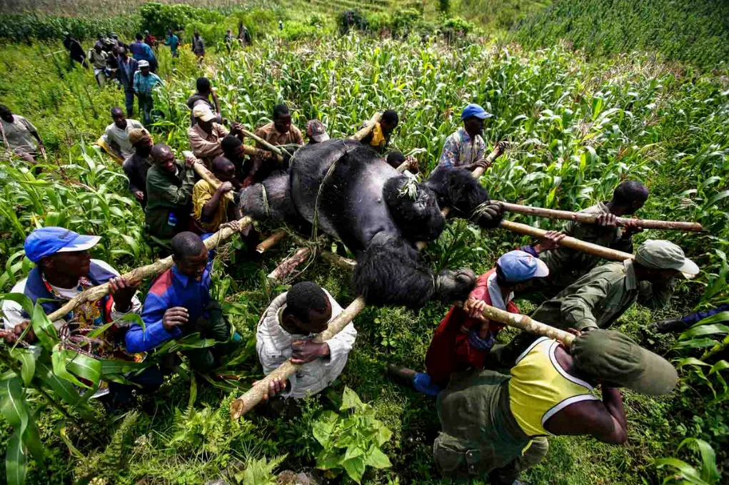 Une foule d'hommes porte le corps d'un gorille attaché à des branches, à travers un champ de maïs, photographié par Brent Stirton.