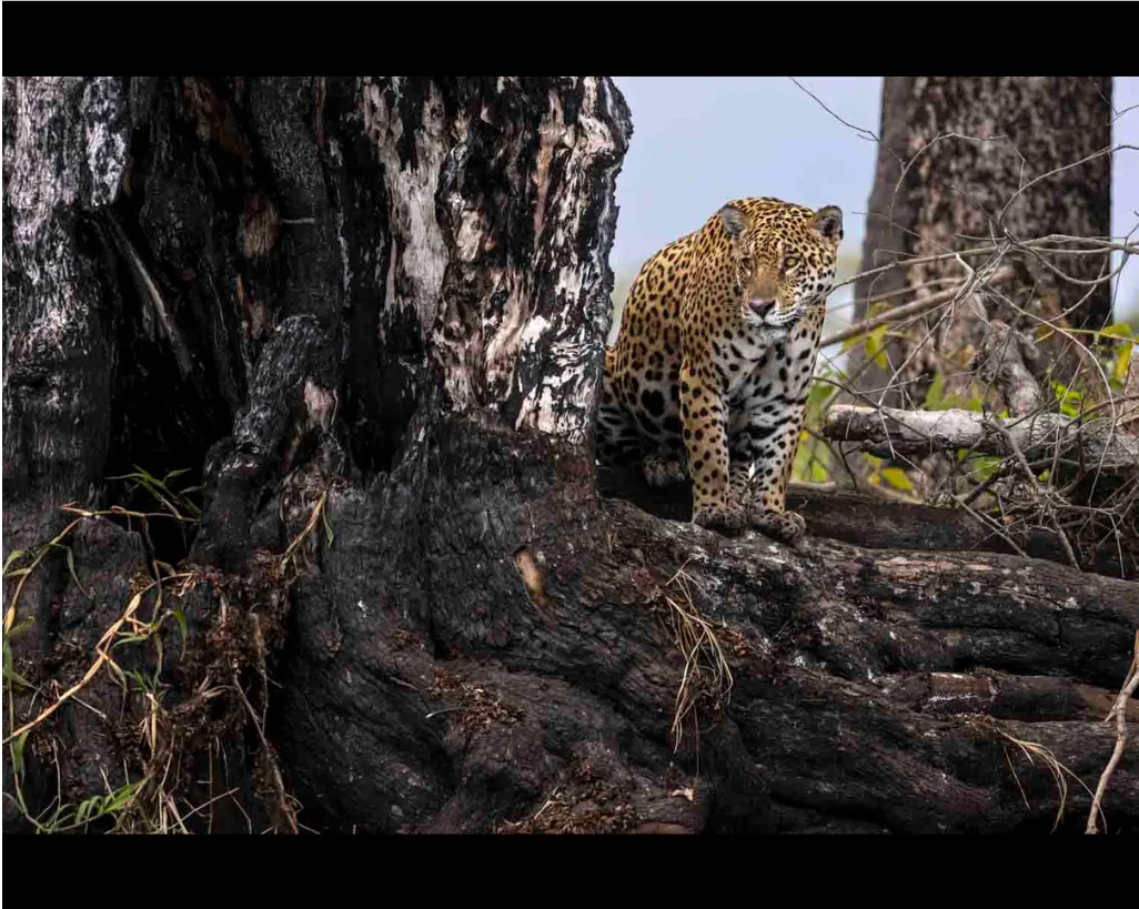 Un jaguar au pelage tacheté se tient sur les racines noircies d'un énorme tronc calciné, entre herbes sèches et branches mortes.