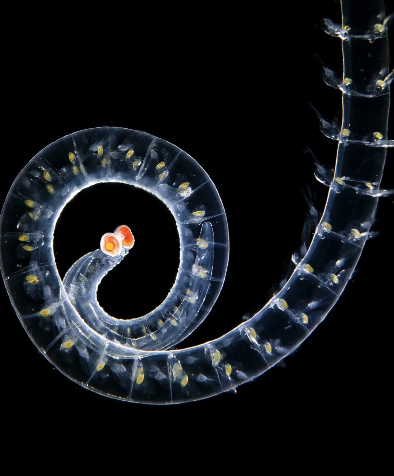Organisme planctonique translucide enroulé en spirale sur fond noir, ponctué de points jaunes et de deux taches orange, par Christian Sardet.