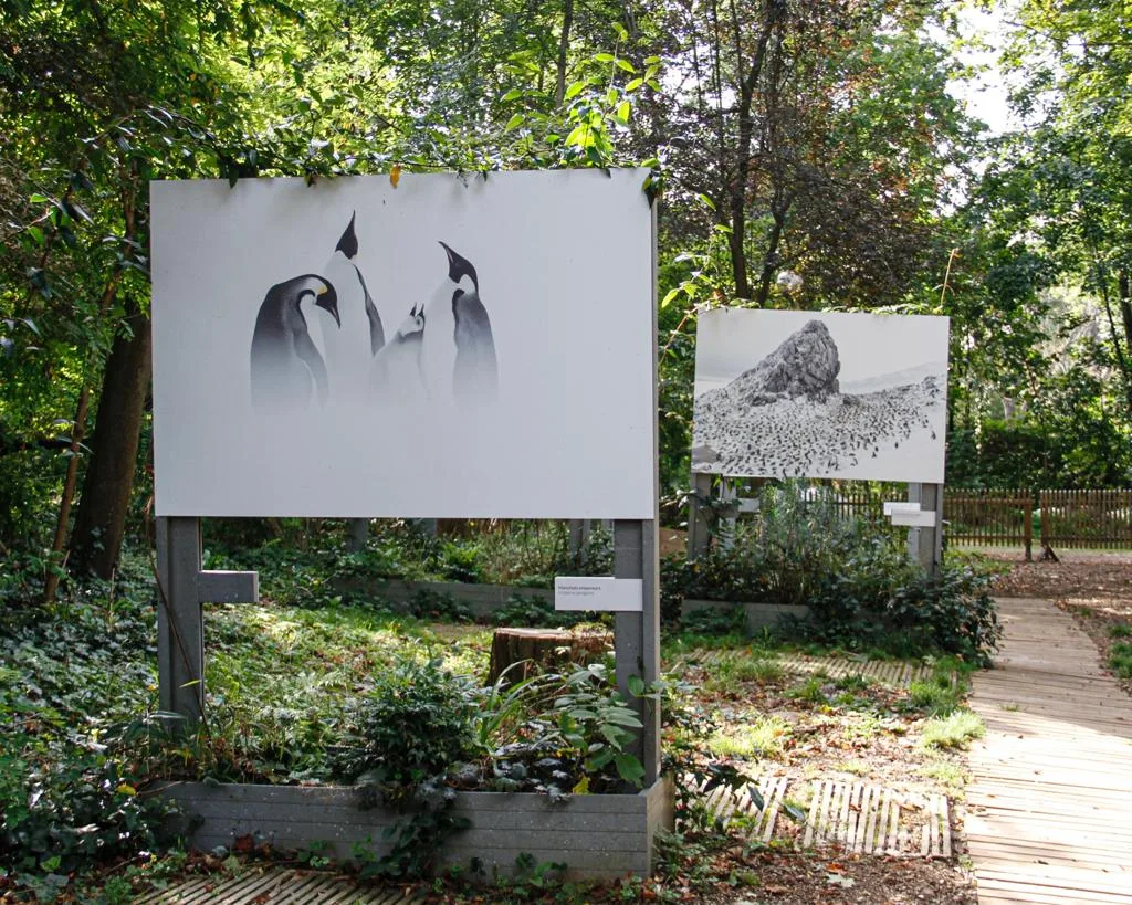 Deux grands panneaux de Vincent Munier, des manchots empereurs et une colonie au pied d'un piton rocheux, dans le jardin de la Fondation GoodPlanet.