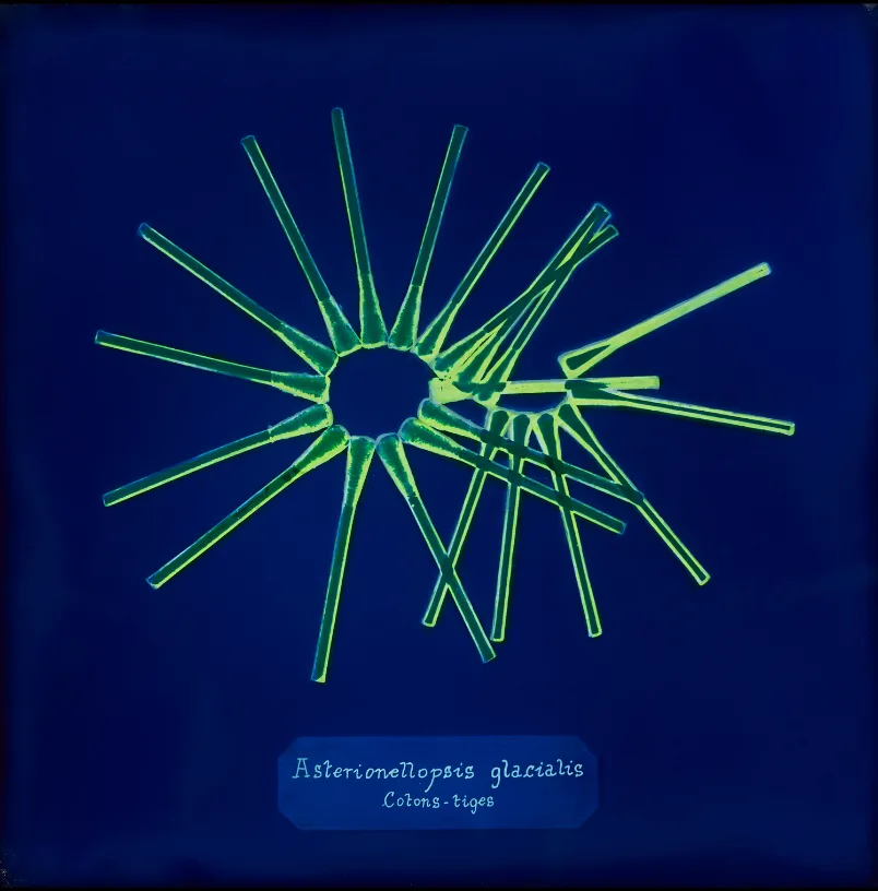 Étoile de cotons-tiges verts sur fond bleu nuit imitant une algue du plancton, avec l'étiquette « Asterionellopsis glacialis, Cotons-tiges ».