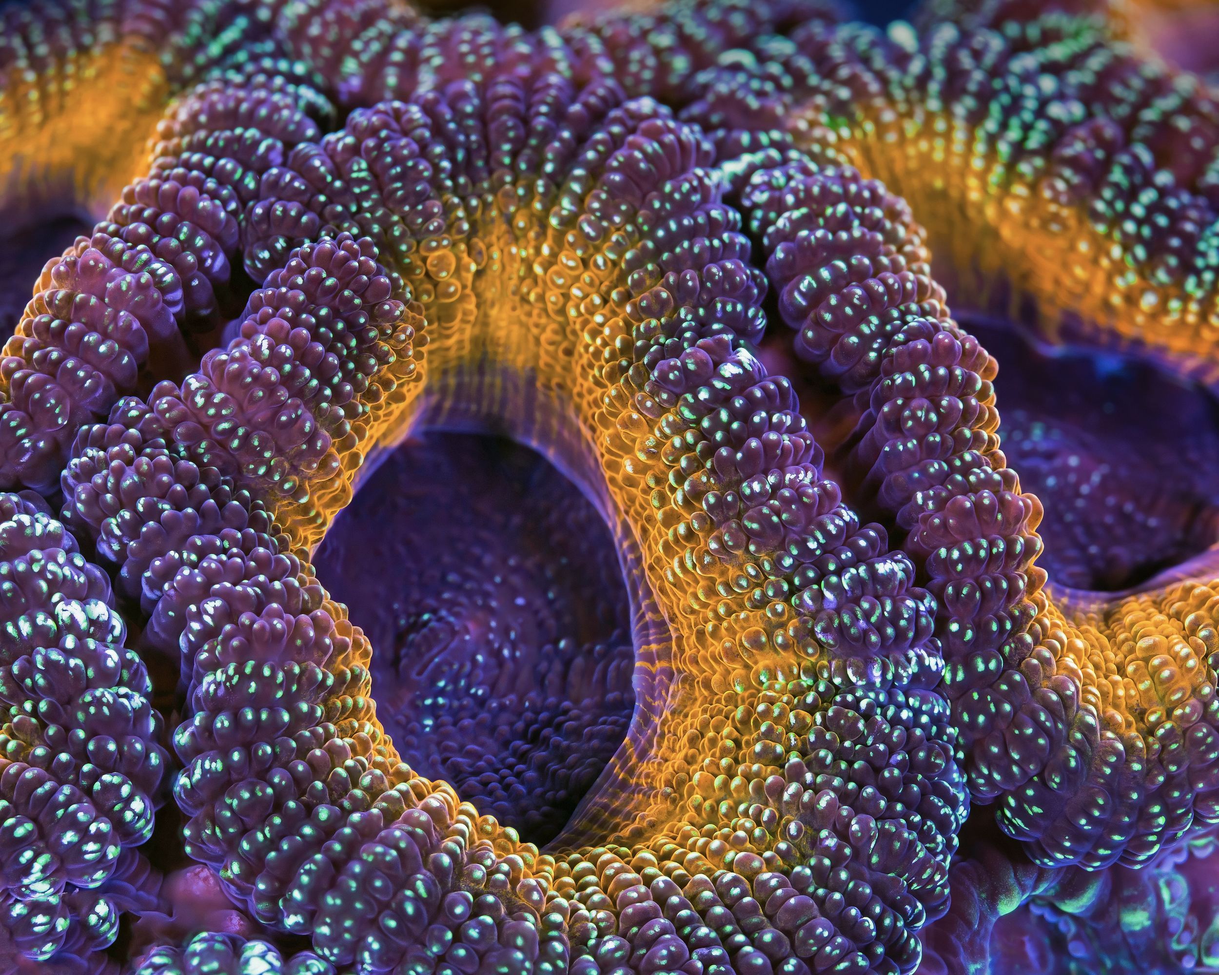 Gros plan d'un corail aux lobes violets ponctués de perles vertes et bordés d'orange, photographié par Pete West de BioQuest Studios.