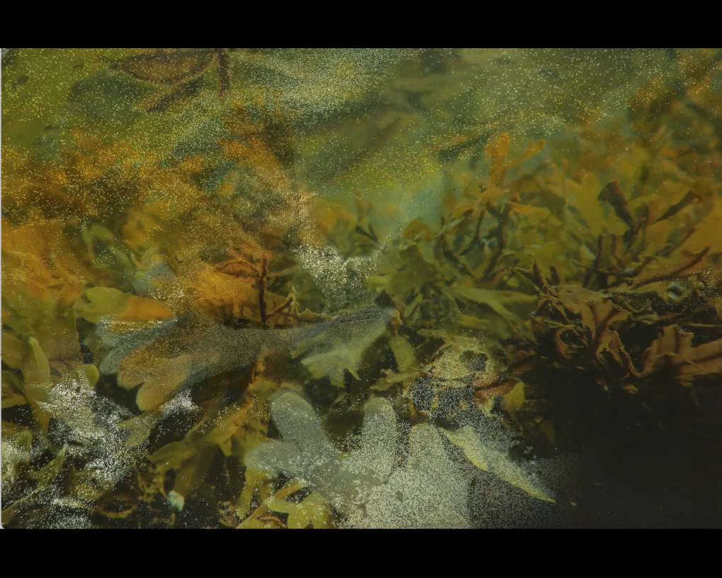 Enchevêtrement d'algues brunes, dorées et vertes sous l'eau, voilé d'un semis de grains clairs qui brouille l'image.