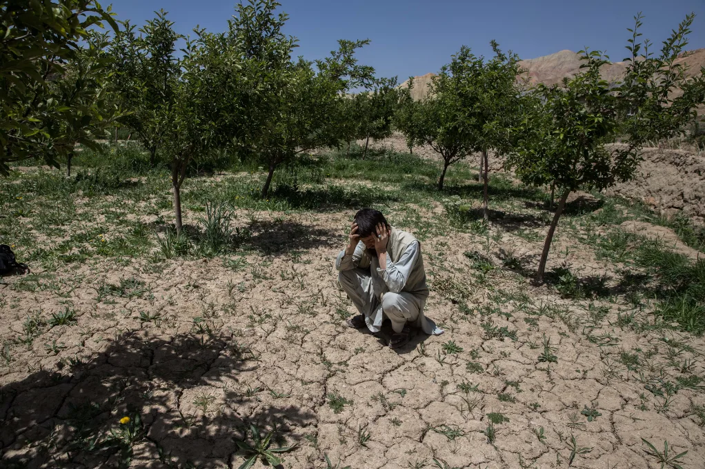 En Afghanistan, un homme accroupi, la tête dans les mains, sur une terre craquelée par la sécheresse, au milieu d'un verger.