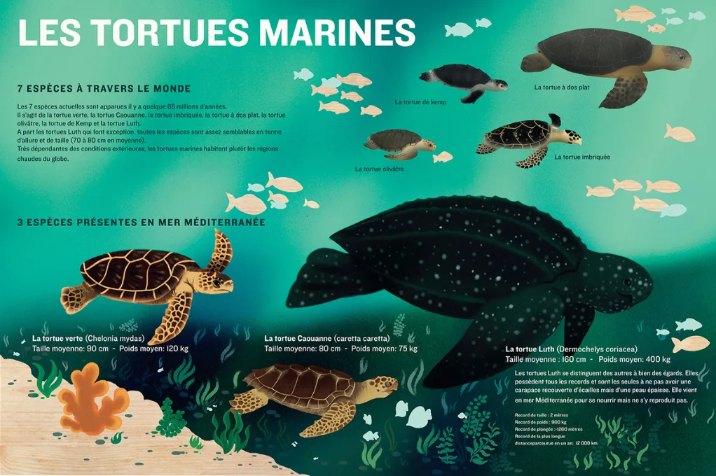 Panneau illustré « Les tortues marines » : tortues dessinées nageant parmi des poissons, avec le nom, la taille et le poids de chaque espèce.