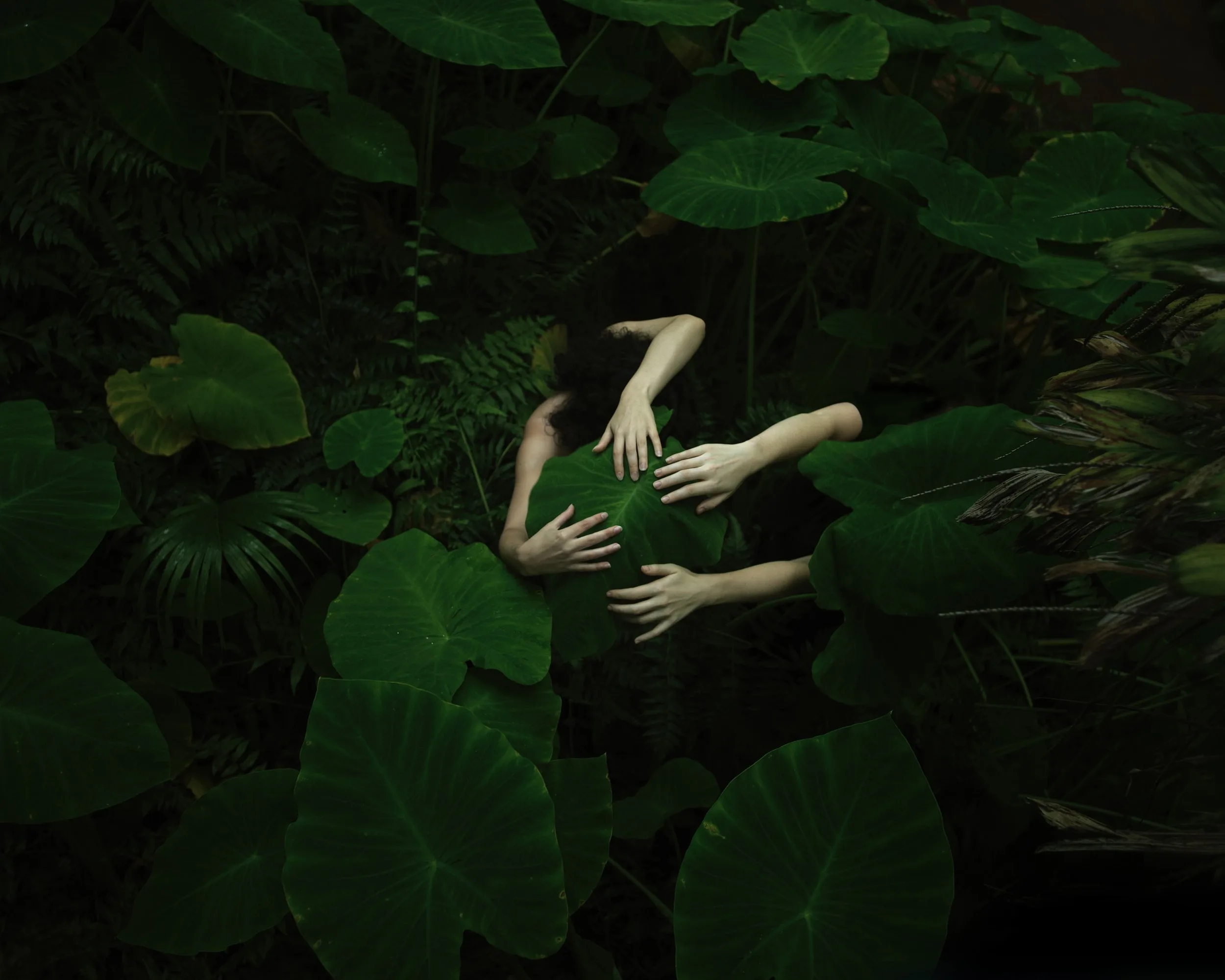 Des bras et des mains enlacent une immense feuille d'oreille d'éléphant, au milieu d'un feuillage vert sombre, par Tamara Dean.