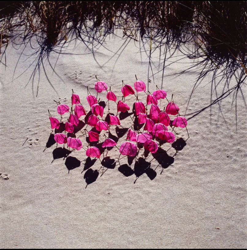 Pétales roses piqués sur de fines tiges, groupés en cercle sur le sable d'une dune, œuvre éphémère de NILS-UDO.