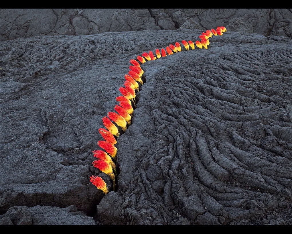 Une ligne de fleurs en épis rouges et jaunes suit une fissure dans une coulée de lave noire, œuvre de NILS-UDO.