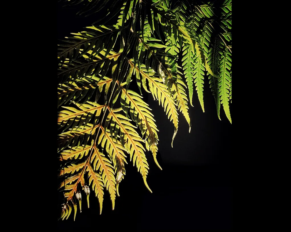 Frondes de fougère éclairées dans la nuit, aux folioles vert tendre et dorées, qui se détachent sur un fond noir.