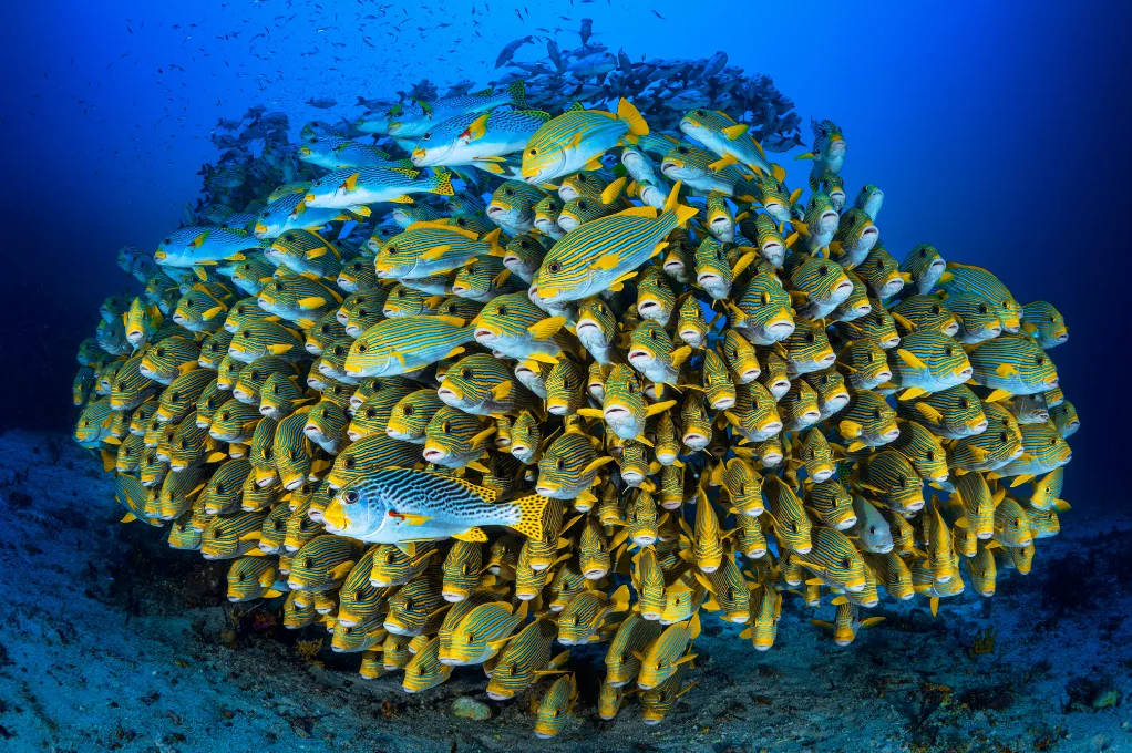 Un banc très serré de poissons rayés de jaune forme une boule compacte au-dessus du fond marin, dans une eau d'un bleu profond.