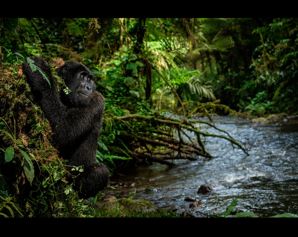 Un gorille au pelage noir, accroché à une berge moussue, lève la tête au bord d'une rivière en pleine forêt tropicale.