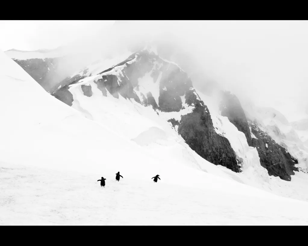 Trois manchots avancent sur une vaste pente enneigée, au pied d'une montagne rocheuse noyée dans la brume, en noir et blanc.
