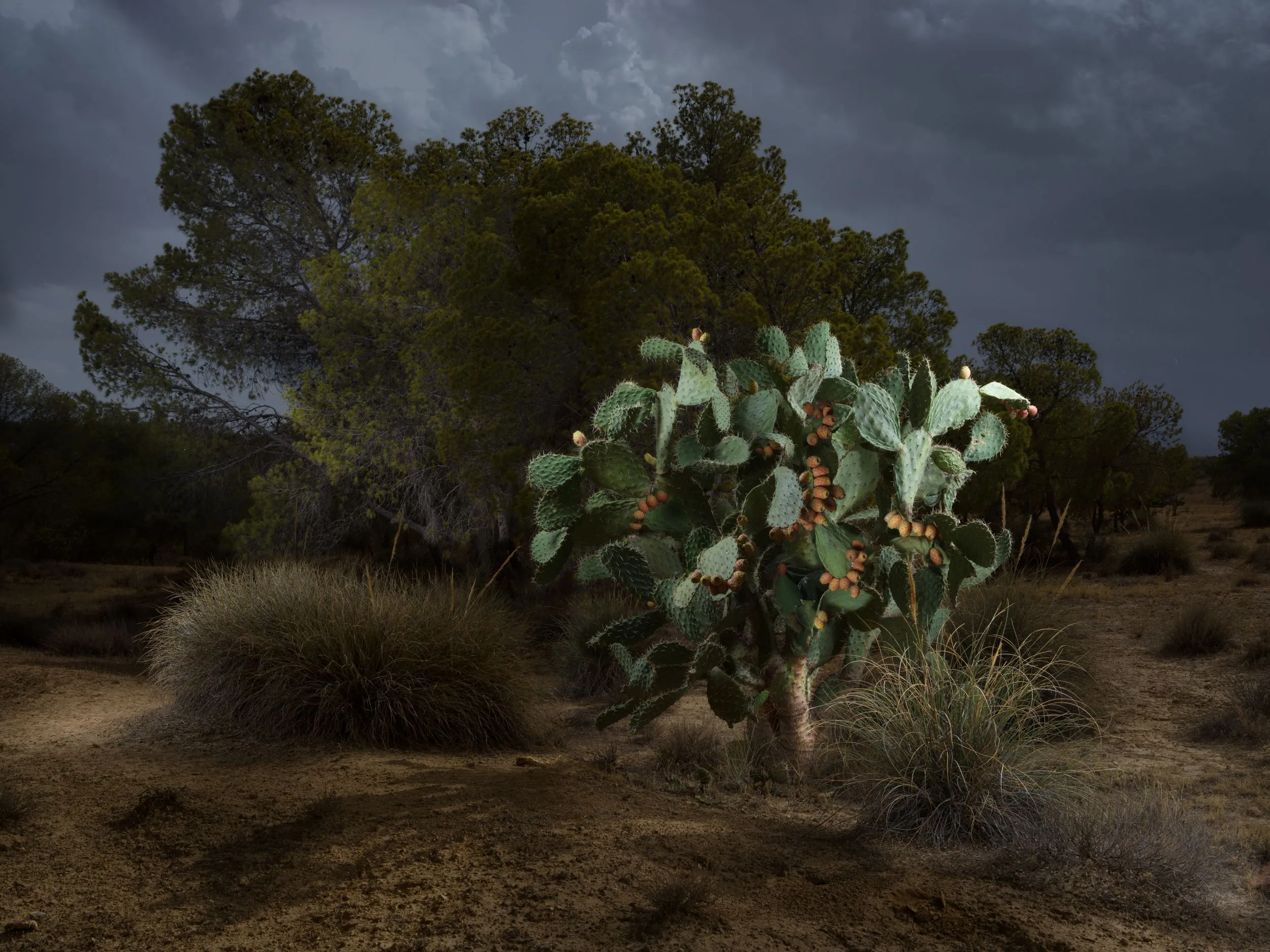 Un figuier de Barbarie chargé de fruits, éclairé dans la nuit sous un ciel d'orage, devant des pins, par Nicolas Henry.