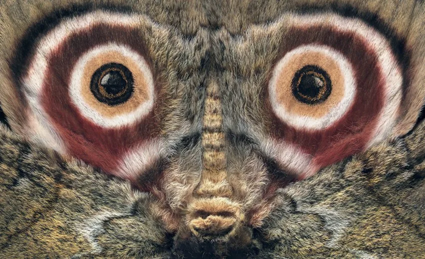 Gros plan des ailes d'un papillon de nuit, une saturnie, dont les taches rondes imitent deux grands yeux.