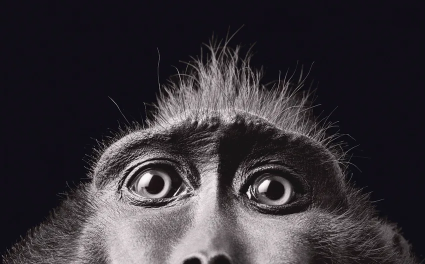 Gros plan en noir et blanc sur les grands yeux ronds d'un singe, au poil hérissé, qui fixe l'objectif sur fond noir.