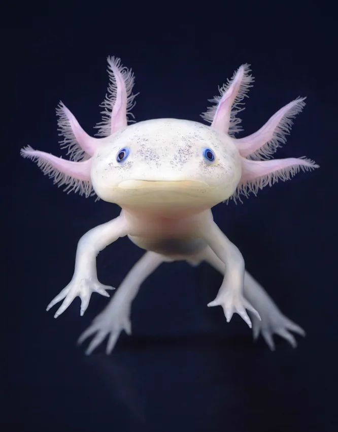 Un axolotl blanc rosé aux branchies plumeuses, pattes écartées, photographié de face sur fond bleu nuit par Tim Flach.