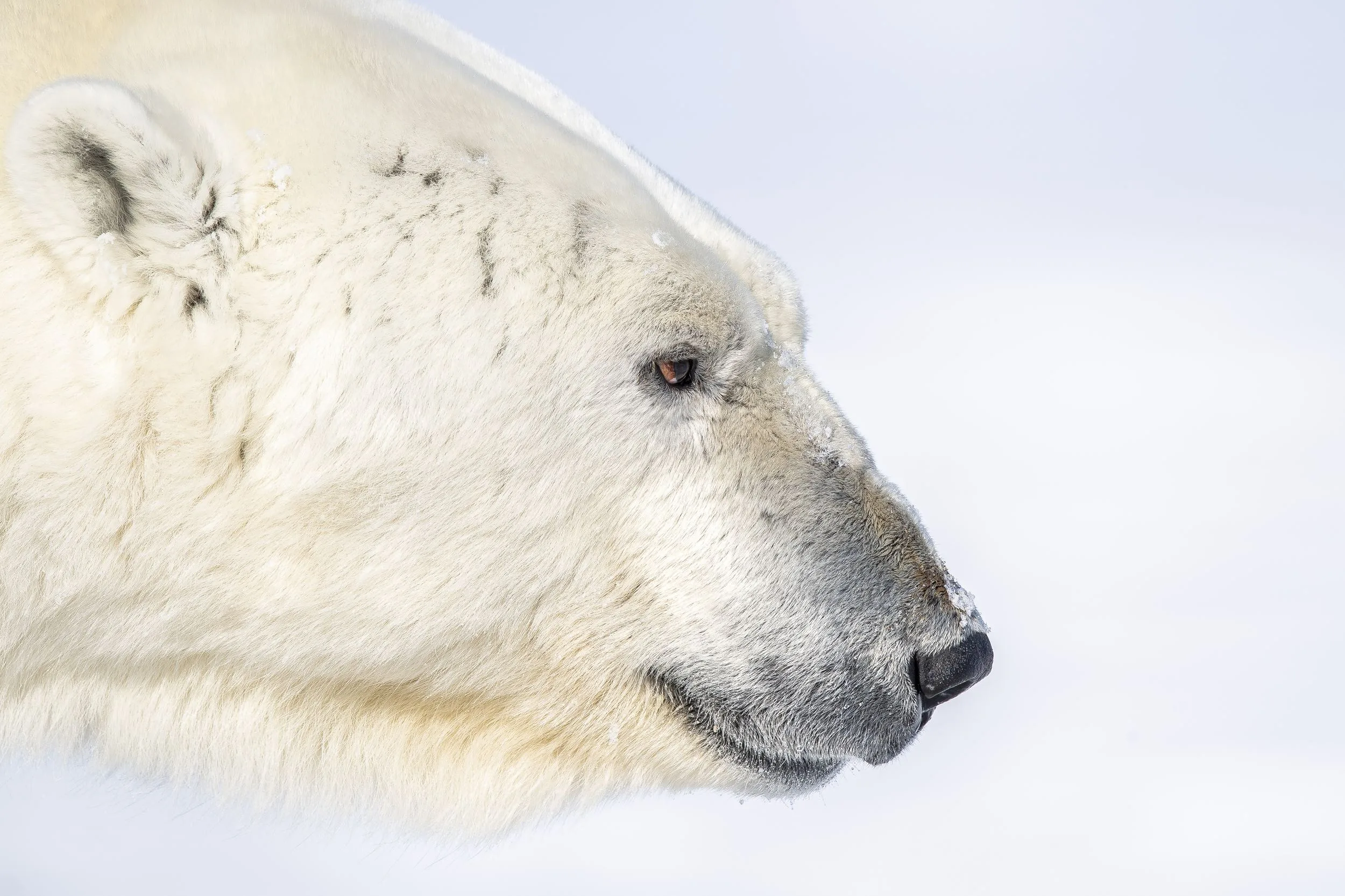 Gros plan de profil sur la tête d'un ours polaire au pelage crème marqué de cicatrices, sur fond blanc bleuté.