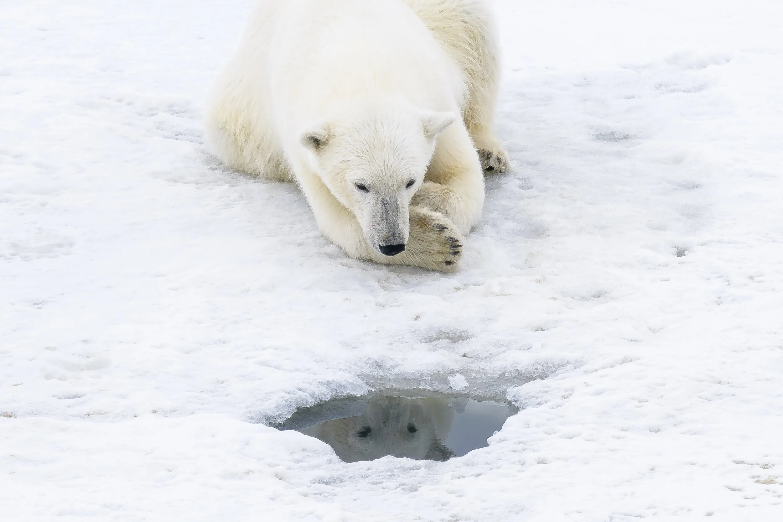 Un jeune ours polaire allongé sur la glace observe son reflet dans un petit trou d'eau, photographié par Florian Ledoux.