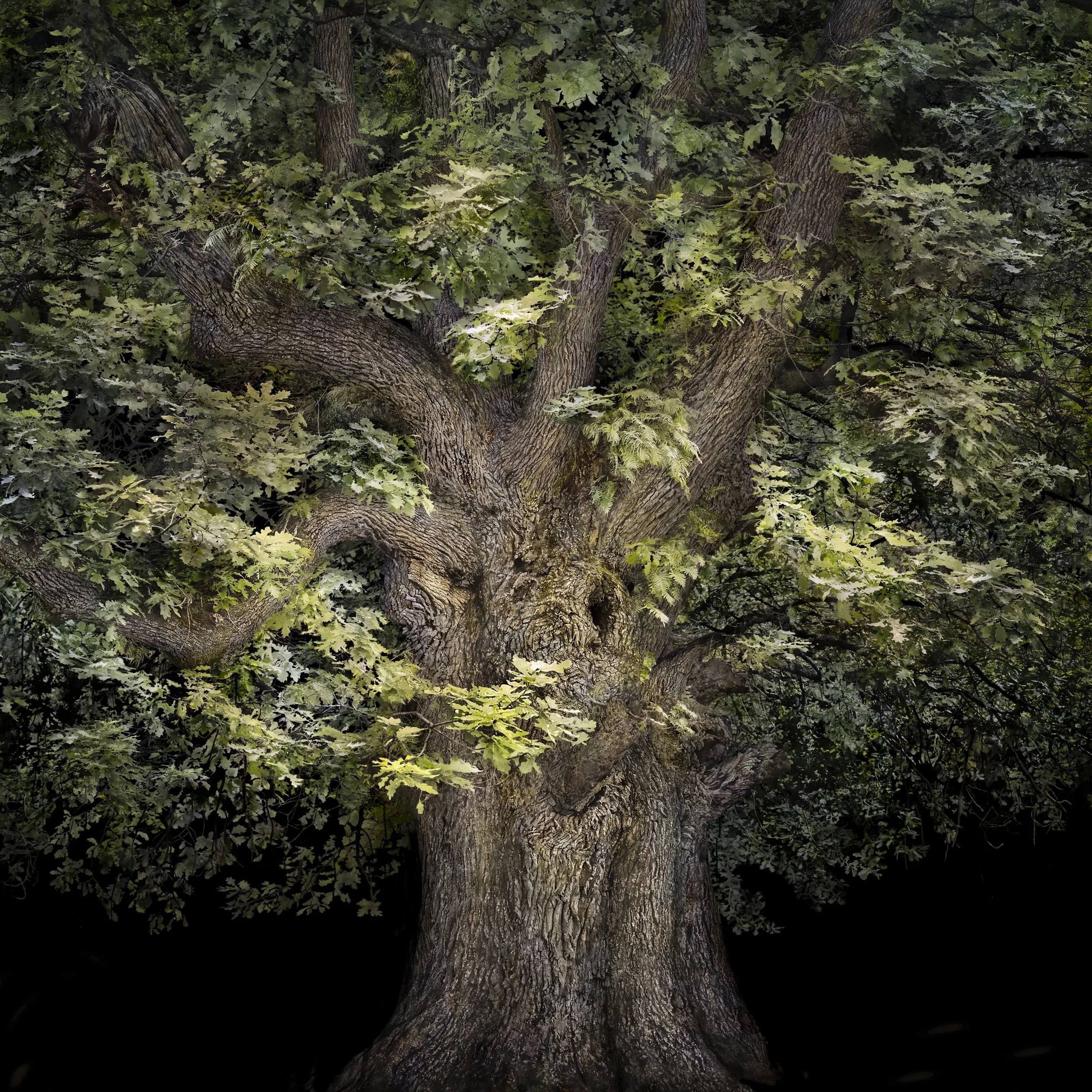 Un vieux chêne aux branches noueuses et au feuillage éclairé de vert tendre, qui surgit d'un fond noir, par Irene Kung.