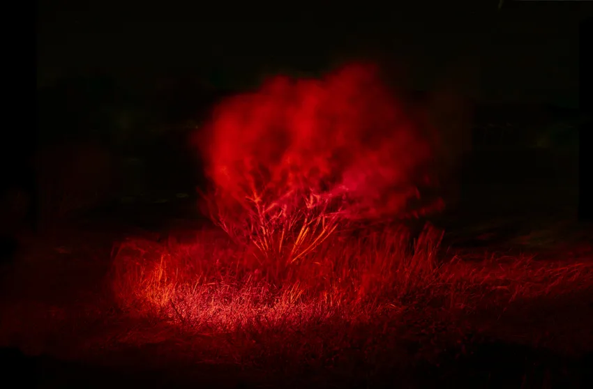 Une touffe d'herbes sauvages baignée de lumière rouge dans la nuit noire, comme un brasier, par Juliette Agnel.