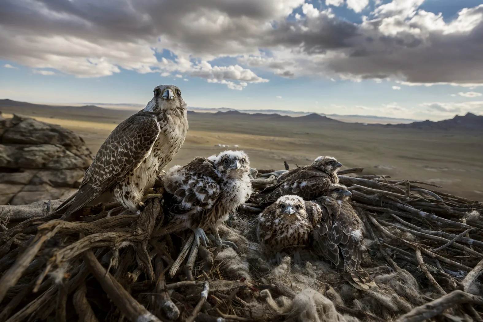 Une femelle faucon sacre et ses quatre poussins dans leur nid de branchages, au-dessus de la steppe de Mongolie centrale.