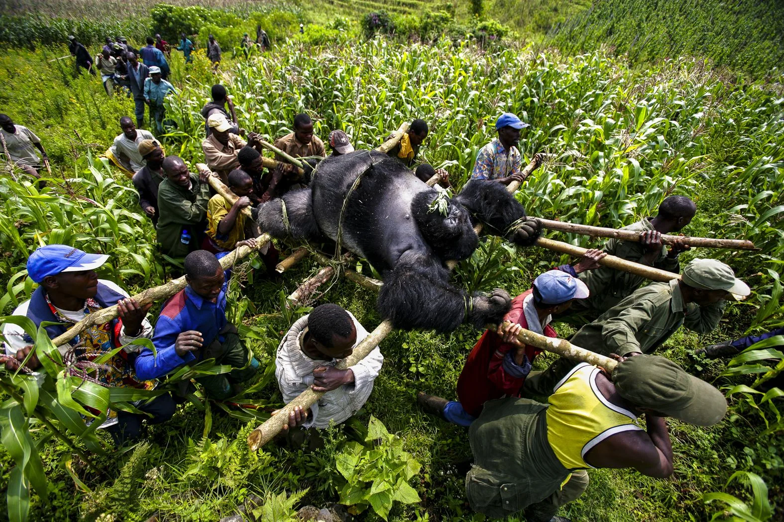 Des rangers et des villageois portent sur un brancard de bois le corps d'un gorille des montagnes tué, parc national des Virunga.