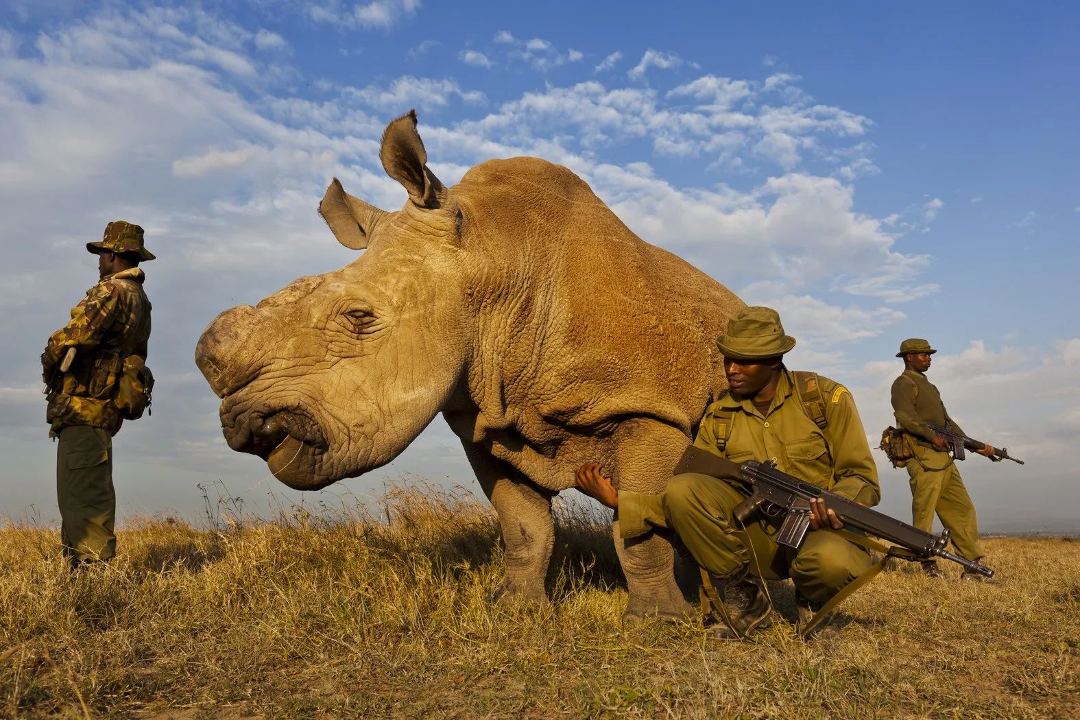 Un rhinocéros blanc du Nord, la corne coupée, gardé par trois rangers armés dans la savane d'Ol Pejeta, au Kenya.