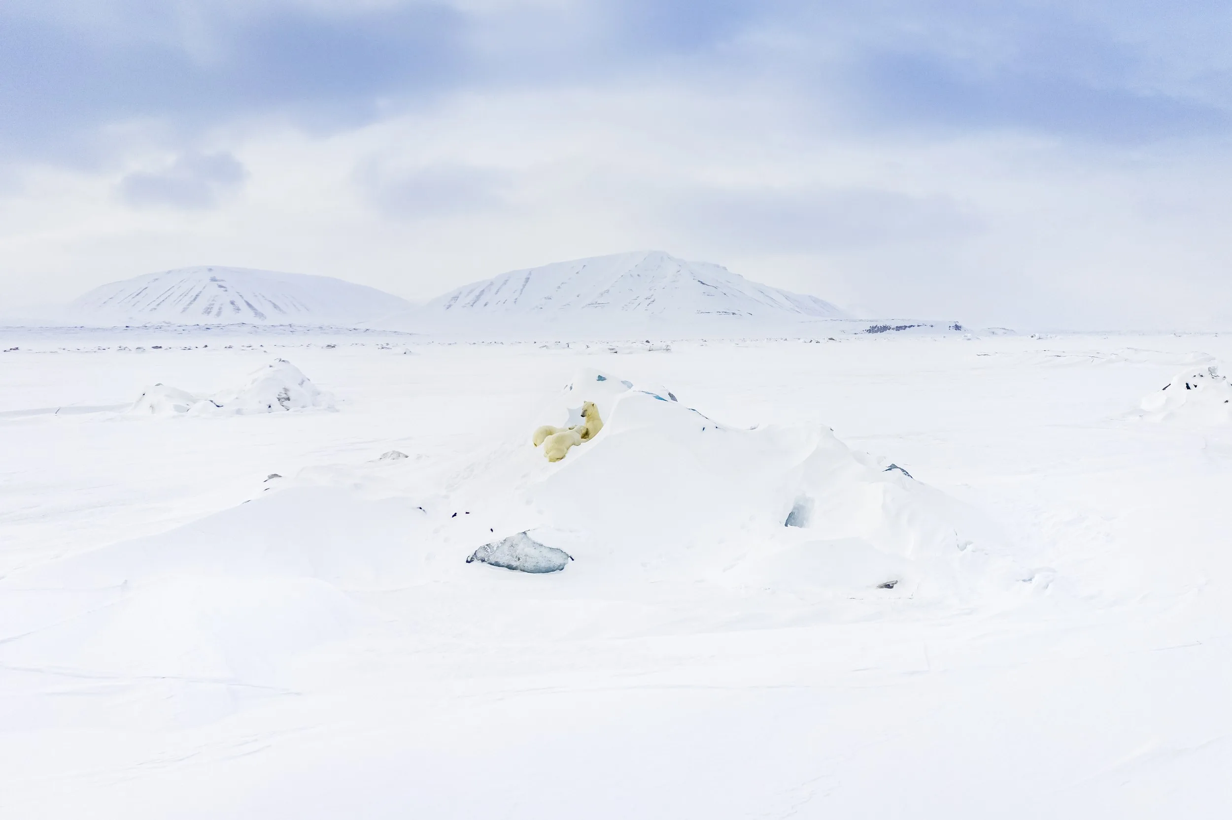 Immense paysage enneigé du Svalbard, avec au centre une ourse polaire et ses deux oursons blottis sur un monticule de glace.