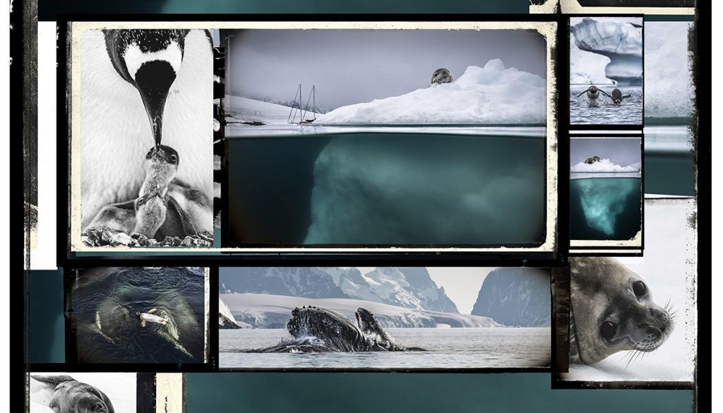 UnderthePole-ArtExplora26-5:les animaux 7