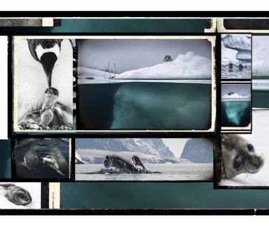 UnderthePole-ArtExplora26-5:les animaux 7