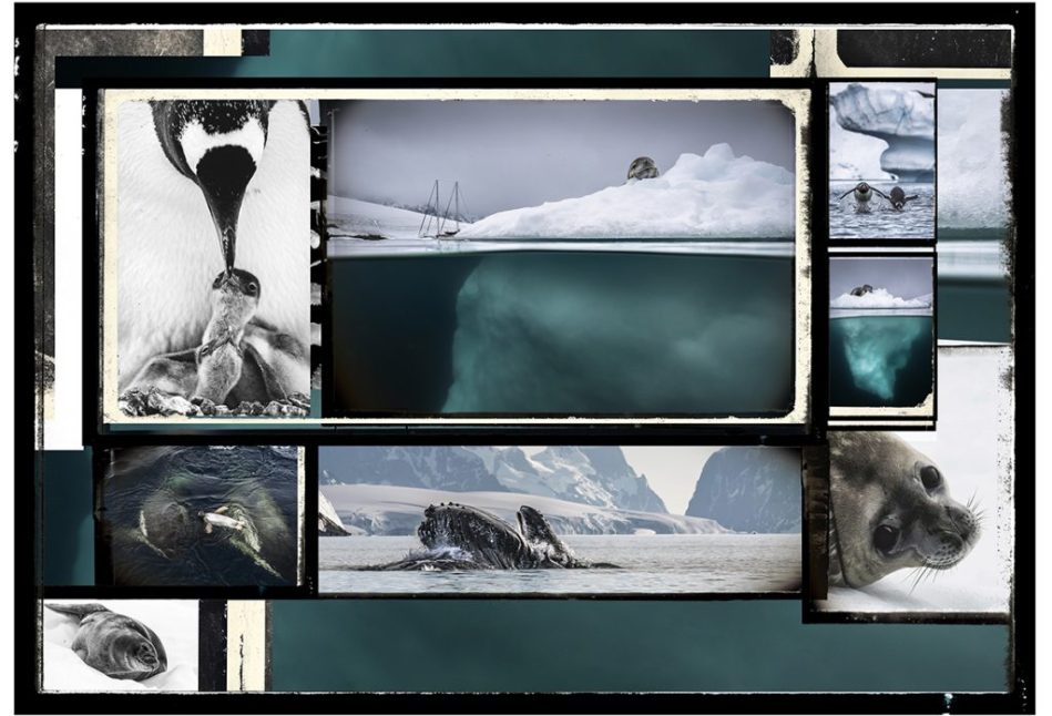 UnderthePole-ArtExplora26-5:les animaux 7