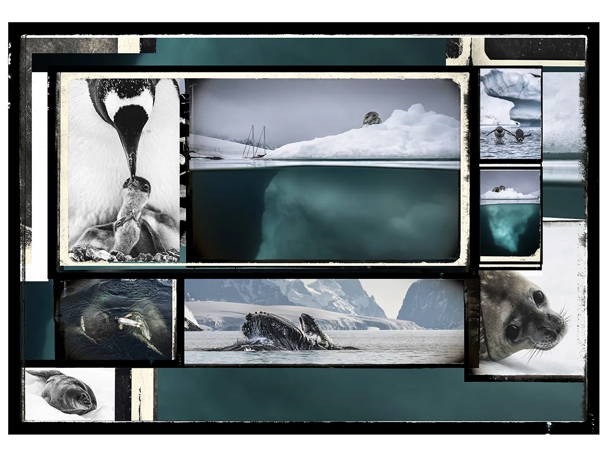 Mosaïque de photos polaires d'Under The Pole : manchot nourrissant son petit, iceberg vu sous l'eau, plongeurs, baleine et phoque.