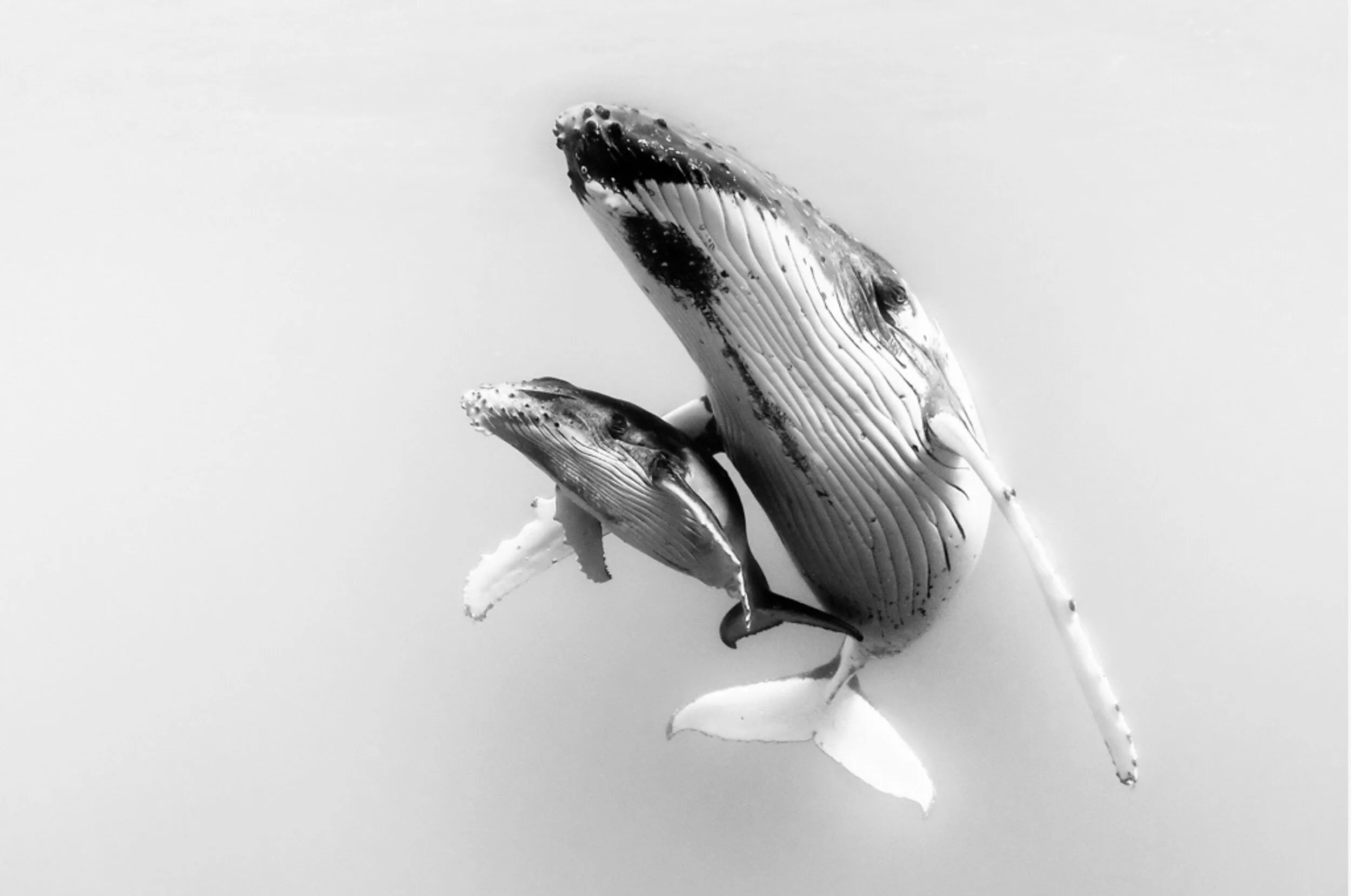 Une baleine à bosse et son baleineau nagent côte à côte près de la surface, en noir et blanc.