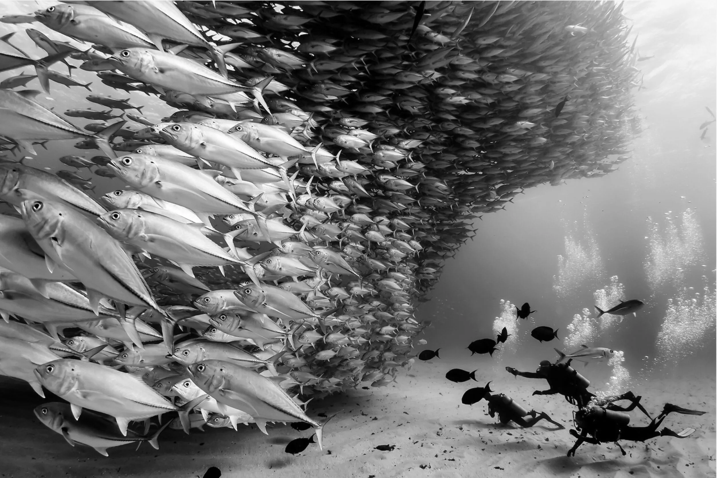 Des plongeurs au fond de l'eau regardent un immense banc de carangues qui forme un mur, en noir et blanc.