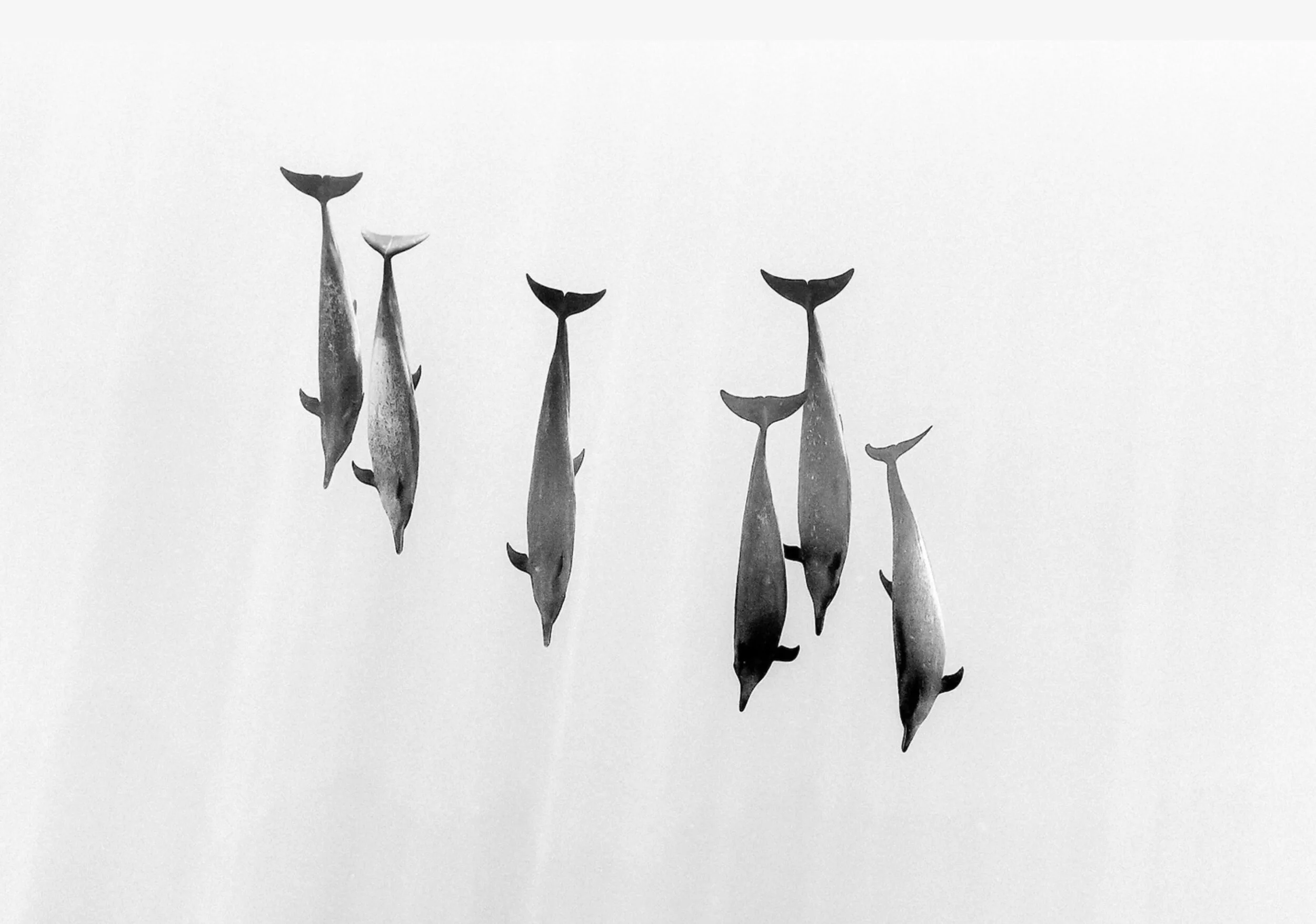 Six dauphins sauvages nagent vers le fond, photographiés en noir et blanc sur une eau très claire.