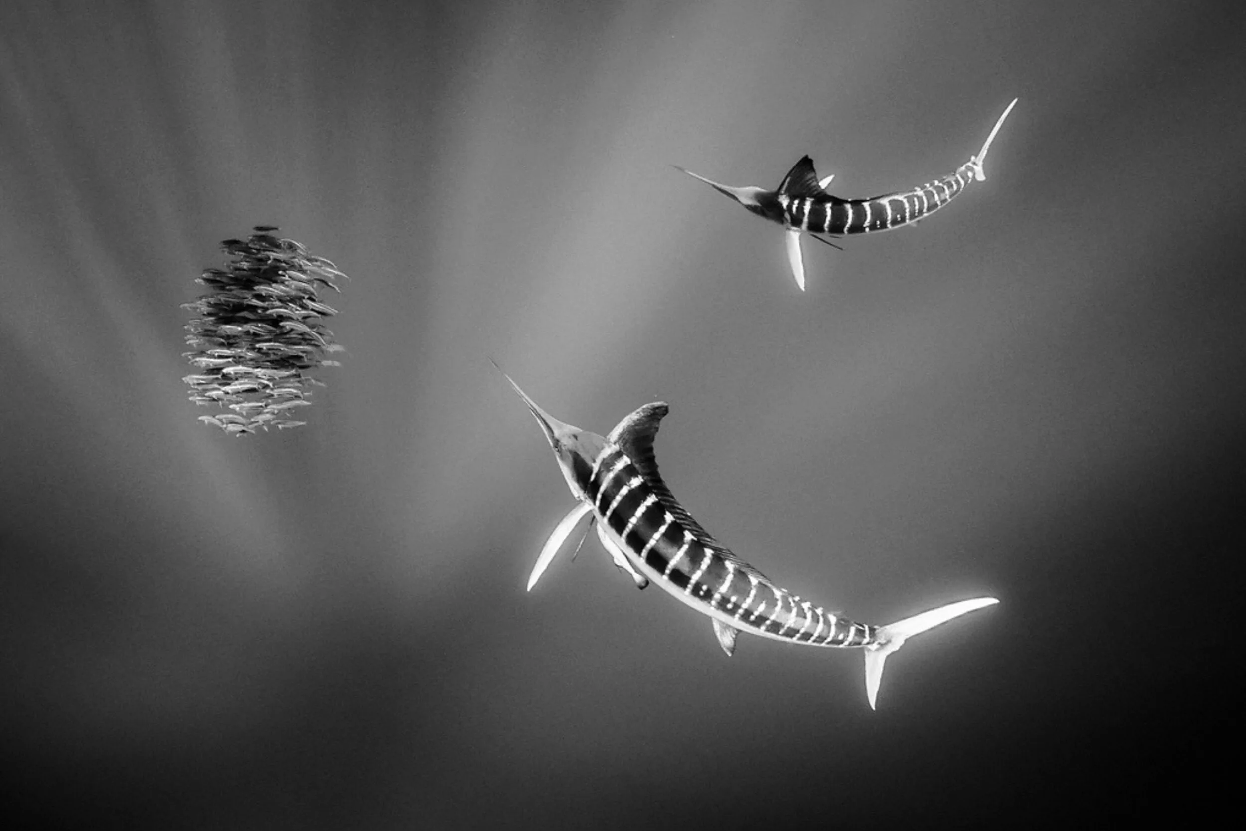 Deux marlins rayés en noir et blanc chassent un banc de maquereaux en pleine mer, dans des rais de lumière.